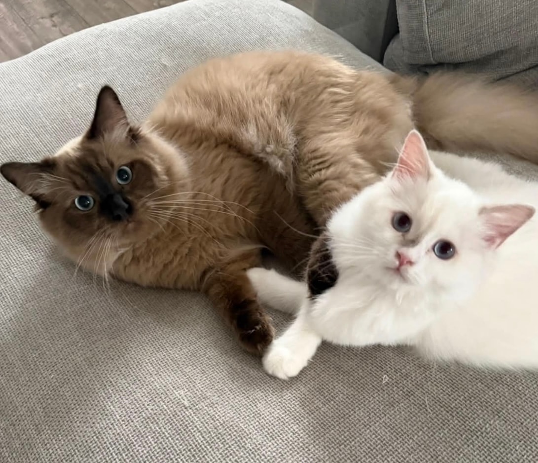 Celeste's parents